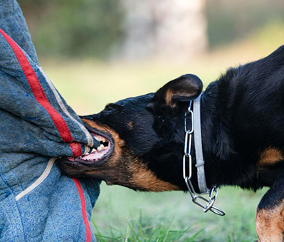 dog bit